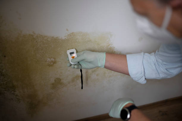 Best Home Mold Removal  in Stockdale, TX