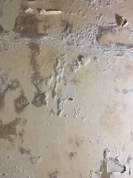 Home Mold Removal in Stockdale, TX