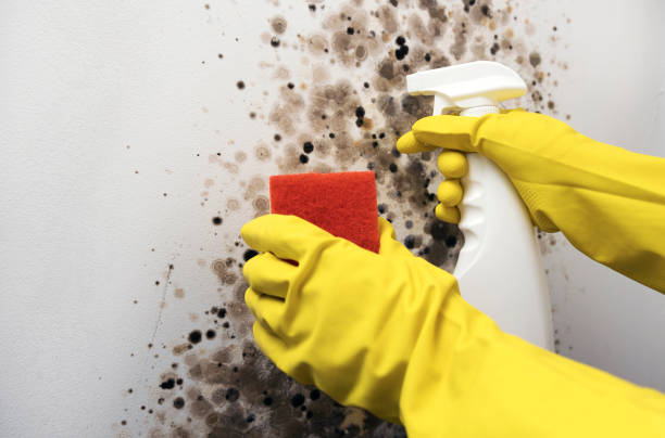 Best Affordable Mold Removal  in Stockdale, TX