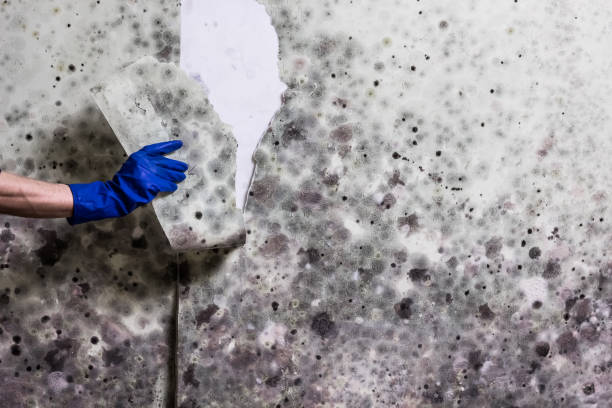 Best Black Mold Removal  in Stockdale, TX
