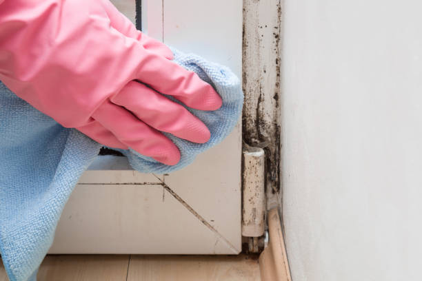 Best Mold Removal Near Me  in Stockdale, TX