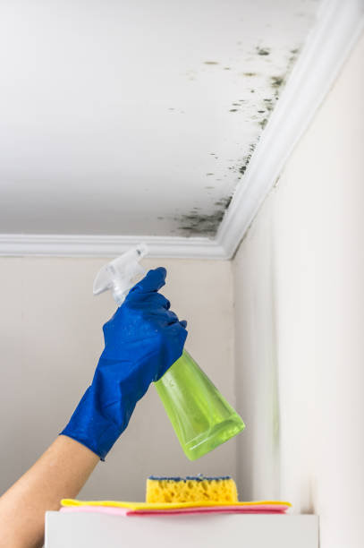 Best Emergency Mold Removal  in Stockdale, TX